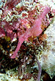Banda Sea 2018 - DSC05749_rc - Velvet ghost pipefish - Poisson fantome de velvet - Solenostomus sp